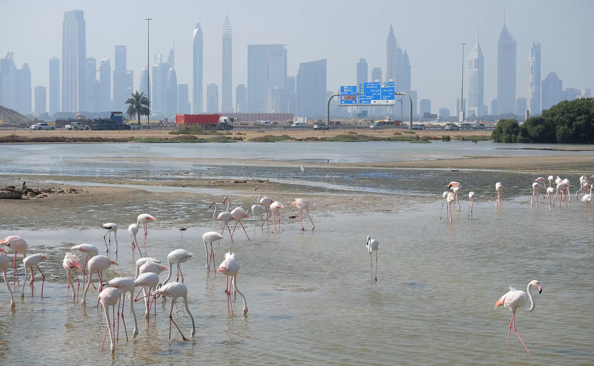Заповедник фламинго рас-аль-хор дубай. Dubai заповедник рас-аль-хор. Озеро фламинго в дубае. Розовый фламинго дубай. Аль хор дубай.
