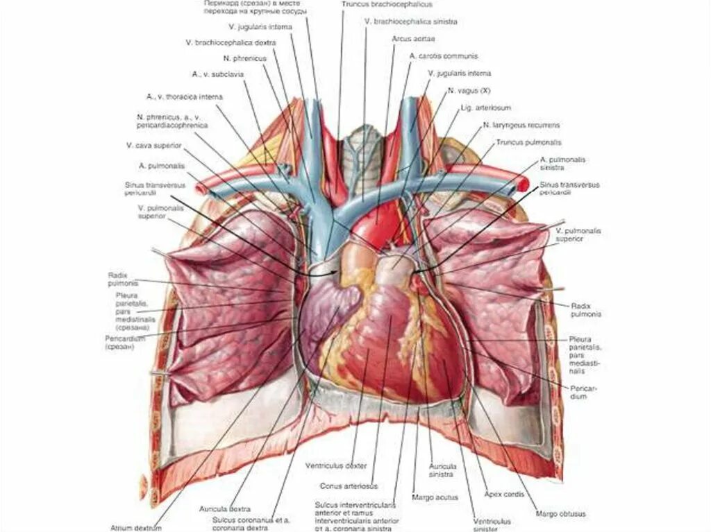 Топография грудной клетки топографическая анатомия. Топографическая анатомия органов грудной полости. Топографическая анатомия грудной клетки и органов грудной. Топография средостения топографическая анатомия.