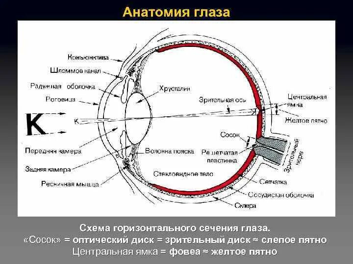 Где в органе зрения находится желтое пятно. Слепое пятно глаза анатомия. Строение глаза слепое пятно. Строение глаза шлеммов канал. Схема глаза.