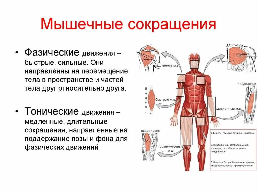 Какие движения осуществляют мышцы. Мышечное сокращение. мышцы сокращаются. мышечное сокращение физиология. как происходит сокращение мышц.