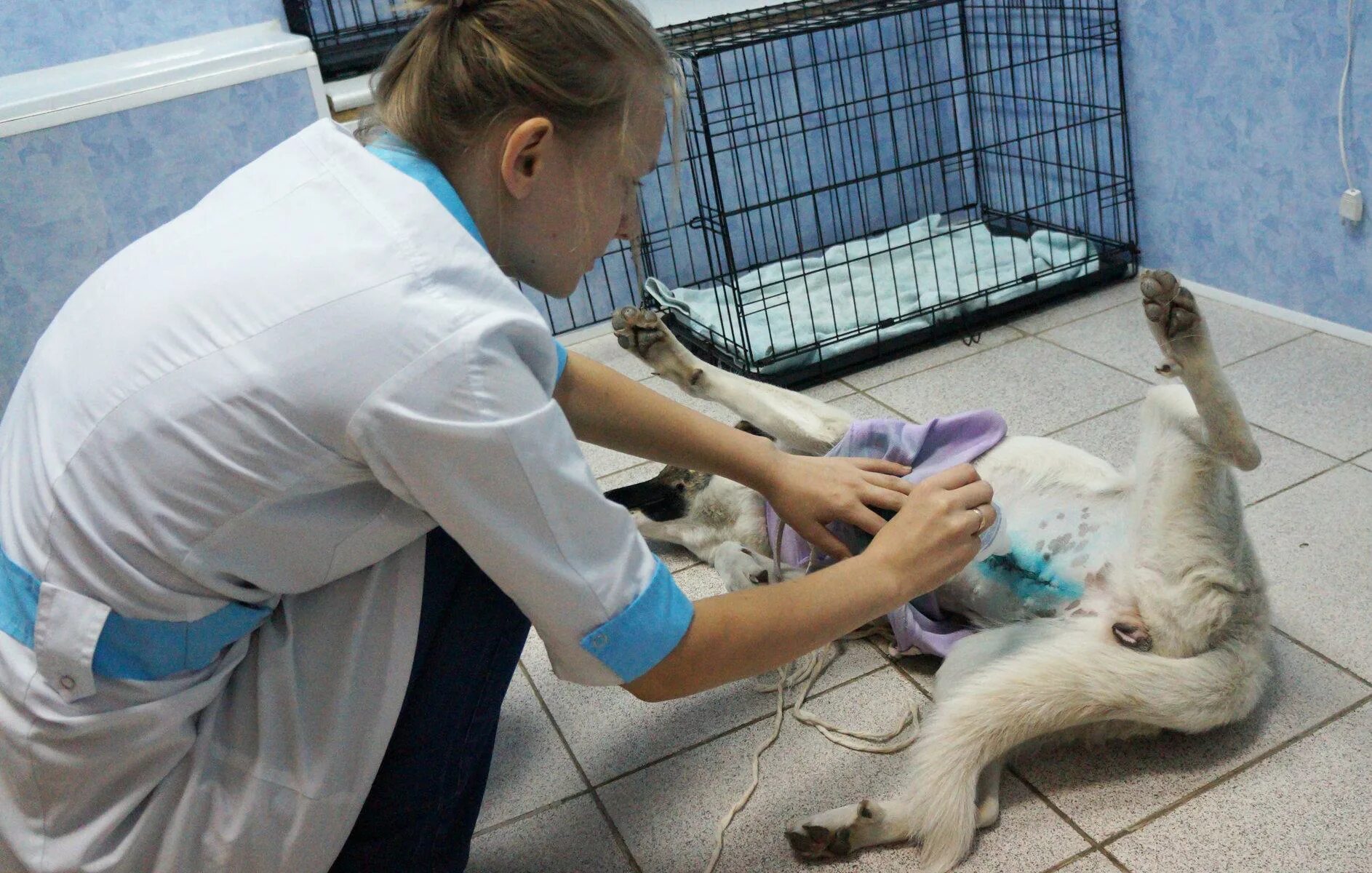 Груминг петрозаводск. Ветклиника на Антонова Овсеенко Самара. Котовасия ветклиника в Челябинске. Ветклиника Великий Новгород. Антонова 47 Пенза ветеринарная клиника.