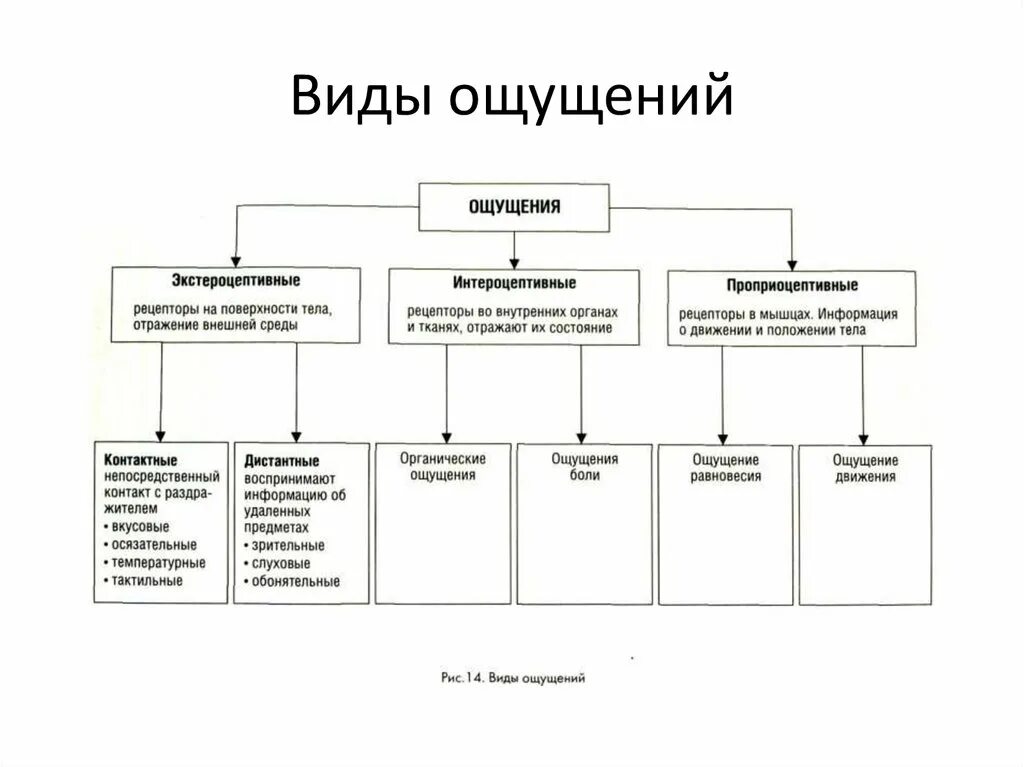 Укажите виды ощущения. Схема классификация ощущений в психологии. классификация ощущений в психологии таблица. виды ощущений по расположению рецепторов в психологии. структурно логическая схема ощущения.
