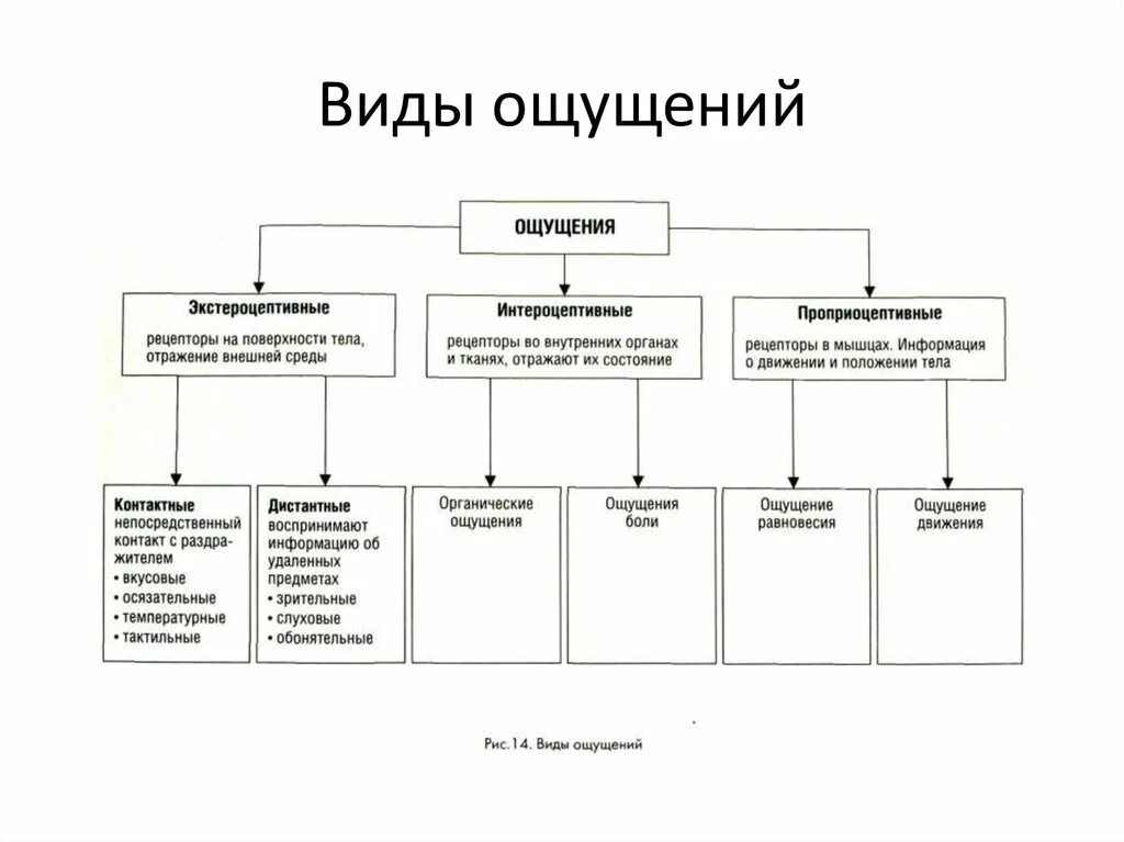 Ощущения страны. Схема классификация ощущений в психологии. Классификация ощущений в психологии таблица. Виды ощущений по расположению рецепторов в психологии. Классификация видов ощущений в психологии.