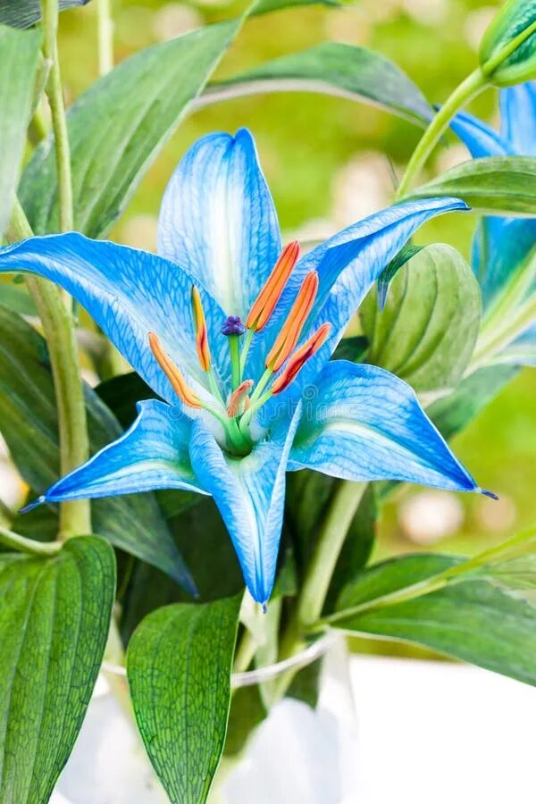 Лилия голубая лагуна. Лилии старгейзер блу. Лилия сильвер. Лилия сорта блю крюмон. Лилия блю крюмон.