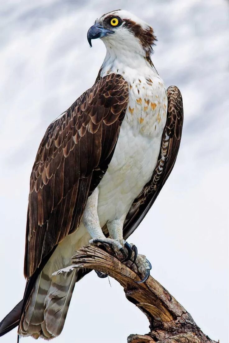 Потрясы. Скопа (Pandion haliaetus). Скопа – Pandion haliaetus (Linnaeus, 1758). Скопа (Pandion haliaetus l.). Птица рыболов Скопа.