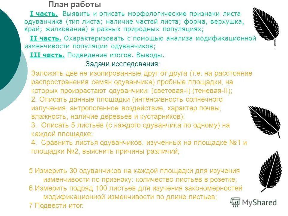 Изменяемые признаки листьев. Статистические закономерности модификационной изменчивости. Изменяемые признаки листьев. Норма реакции модификационной изменчивости. Жилкование листа березы.