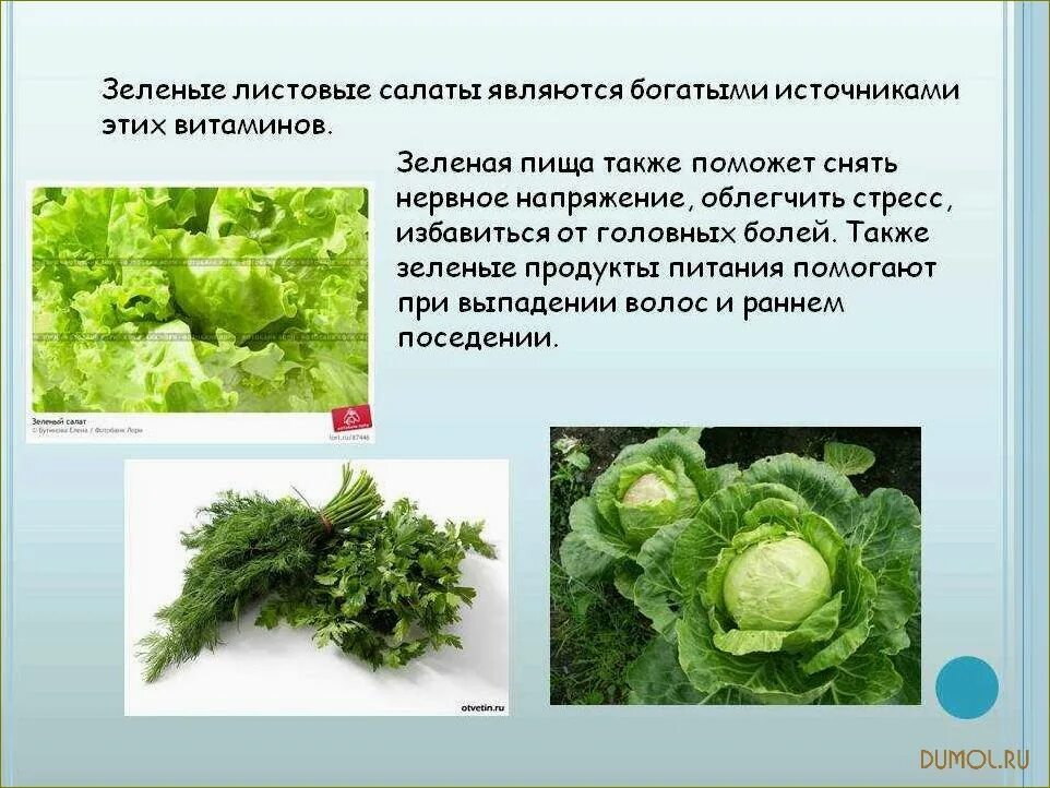 Витамины в зеленом салате. Витамины в кресс салате. Салат польза для организма человека. Кресс-салат. Салатный лист полезные.