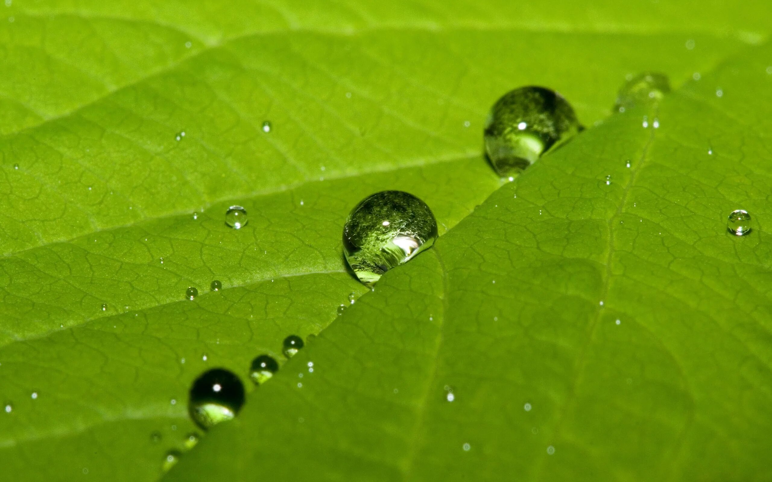 Капля падает с листа. Макросъемка природа. Капли воды. Капли воды на листьях. Капля воды на листе.
