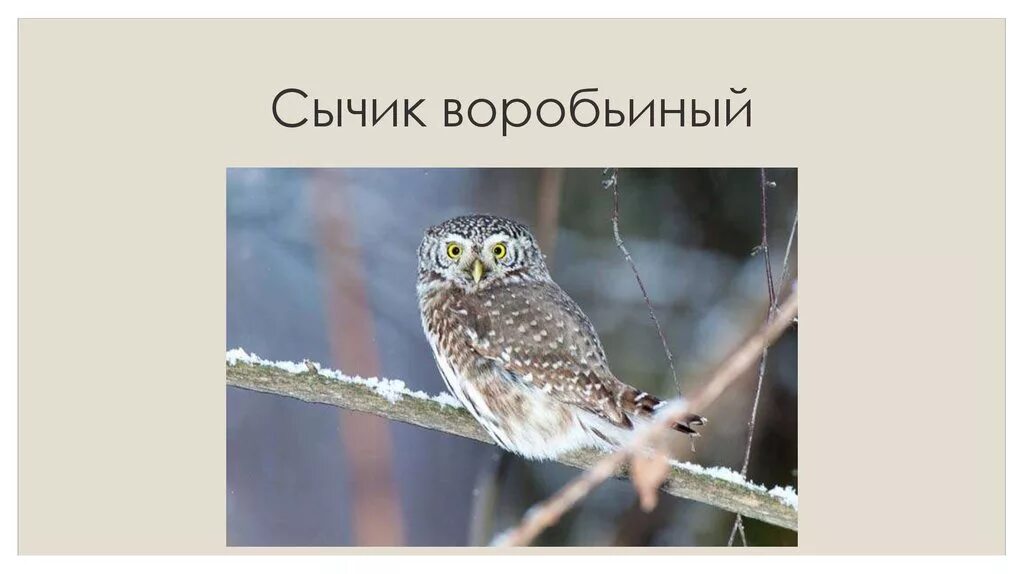 Какой тип развития характерен для воробьиного сыча. Воробьиный сычик. Воробьиный сычик рисунок. Воробьиный Сыч описание. Воробьиный Сыч сообщение.