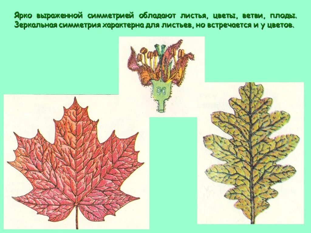 Зеркальная симметрия в природе листья. Зеркальная симметрия листьев. Симметричный лист. Симметрия листка. Ярковыраженный или