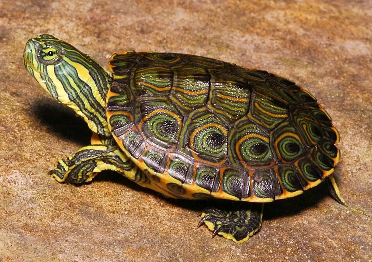 Покажи мне черепашку. Среднеазиатская красноухая черепаха. Красноухая черепаха сухопутная. Китайская трехкилевая черепаха. Капская черепаха.