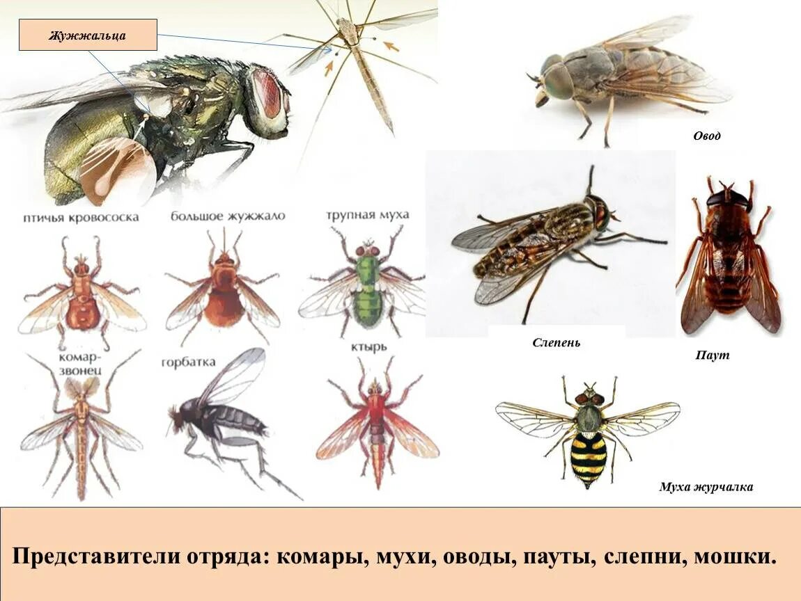 Видовое название мухи. Слепень Овод кровососущие насекомые. Слепень Овод и паут отличие. Паут Овод слепень разница. Слепни оводы пауты разница.