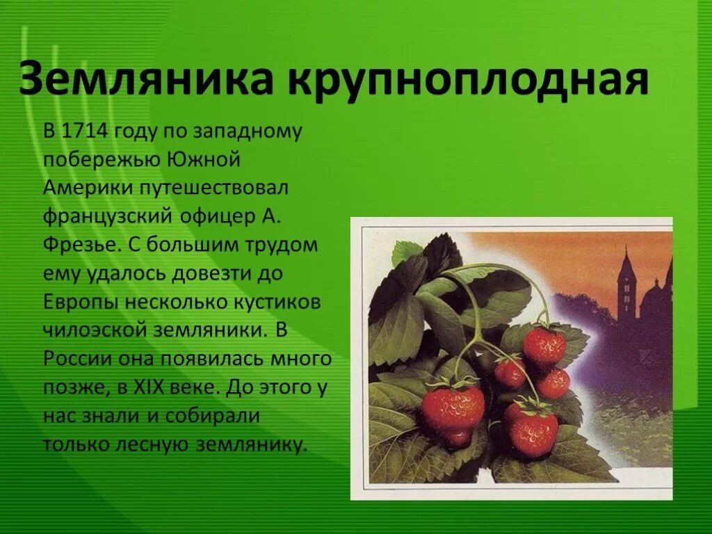 Приведи пример культурного растения пришедшего. Культурные растения завезенные в россию. культурные растения пришедшие в россию из дальних. культурное растение пришедшее к нам из дальних стран. культурное растение пришедшие из дальних сстран.