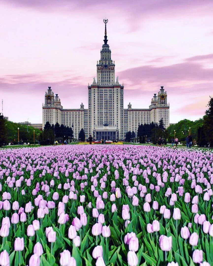 Мгу весной. Москва МГУ весной. Москва весной. Москва цветет.