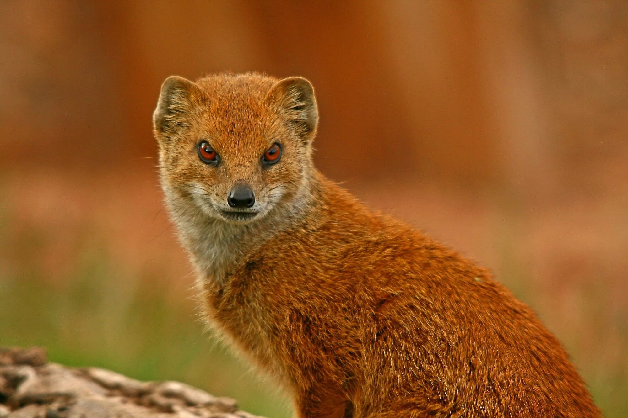 Королевский мангуст. Mongoose. Рики тики тави кобра. Бурый мангуст. Яванский мангуст.