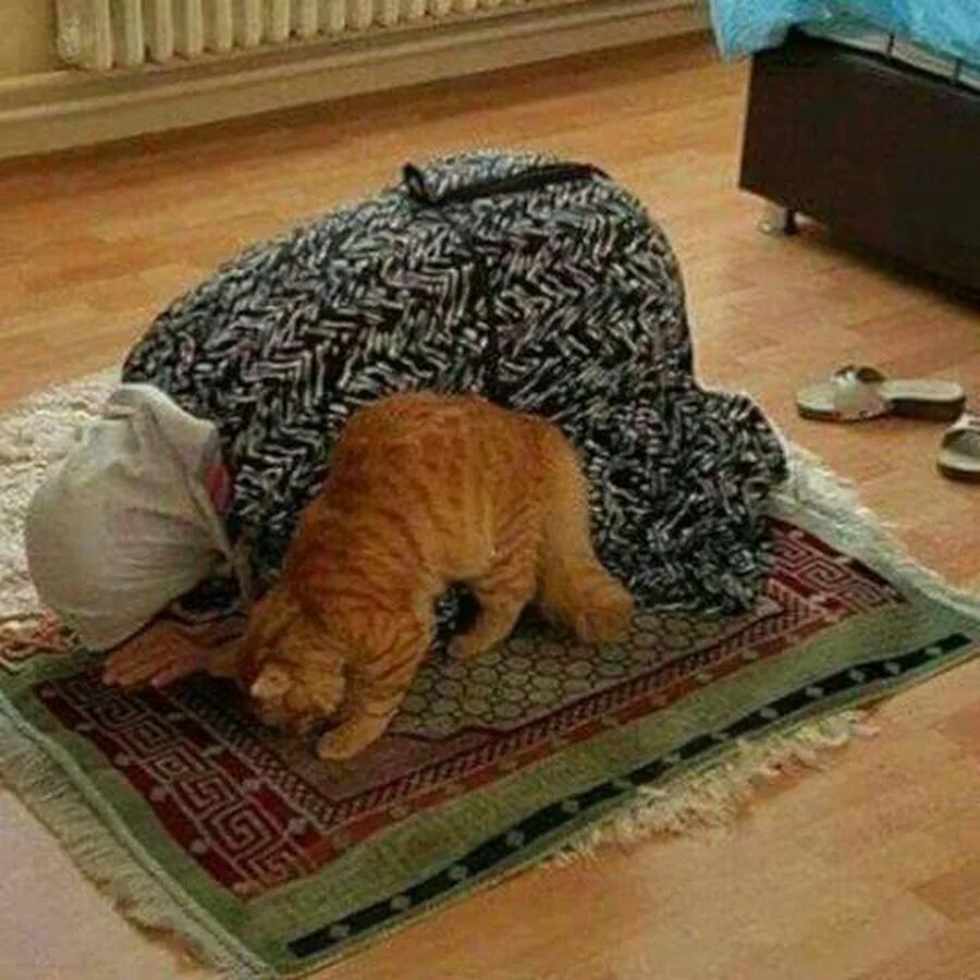 Мусульманский кот. Внуки уехали. Ура внуки уехали. Бабушка с котом.