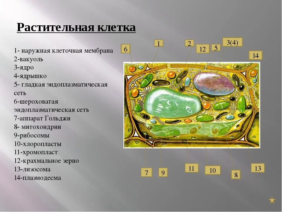 Образует мембрану вакуоли. Вакуоли в клетках растений. тонопласт вакуоли. мембрана вакуоли растительной клетки. вакуоль растительной клетки 5 класс.
