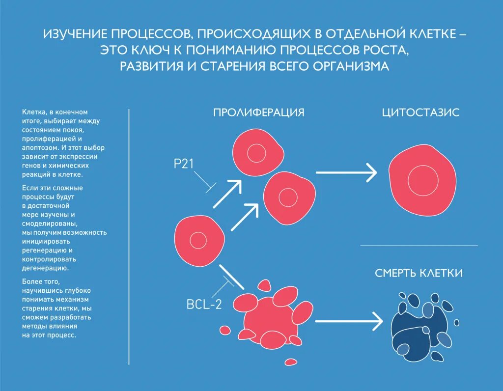 механизмы старения человека. факторы профессионального старения. механизмы старения. теории старения. механизмы старения человека.