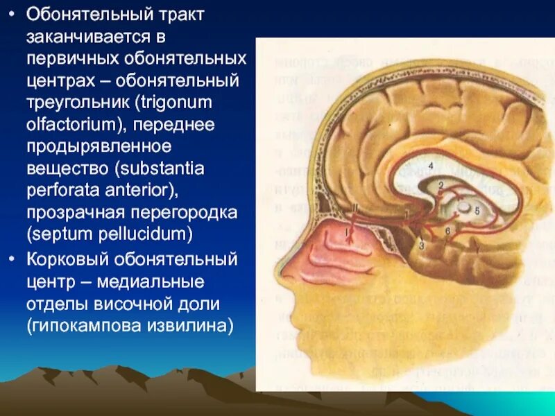 Обонятельный тракт. Обонятельный треугольник. Trigonum olfactorium (обонятельный треугольник). Обонятельный бугорок.