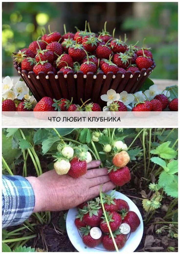 Мульчирование виктории. Копанка клубника. Почва для клубники. Какую почву любит клубника. Пропорции грунта для клубники.