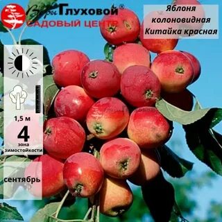 Яблоня красная описание