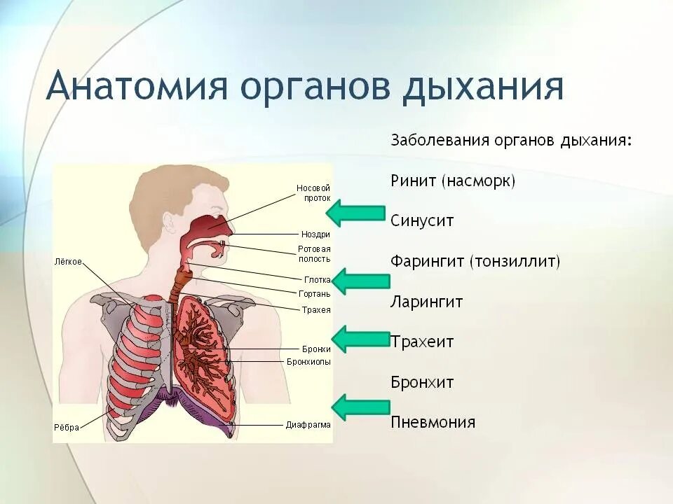 Заболевания органов дыхания. Болезни дыхательной системы. Дыхательная система человека. Заболевания системы дыхания. Роль грудной клетки в процессе дыхания