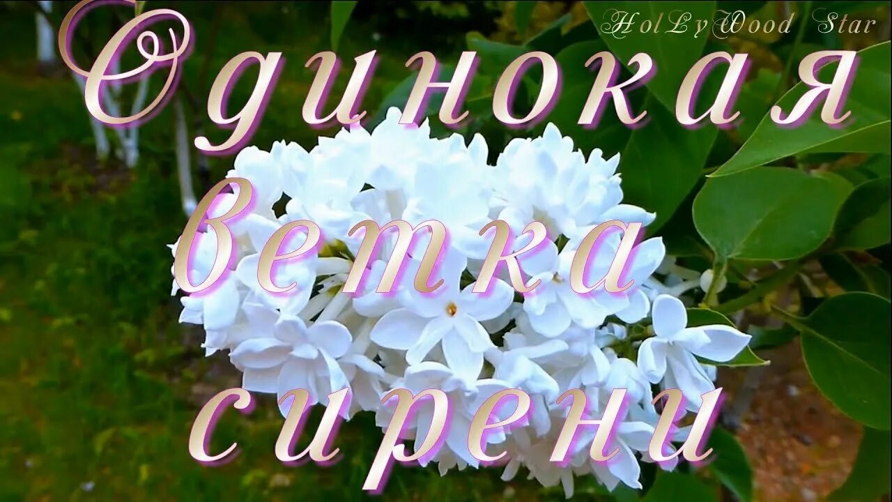 Одинокая ветка сирени песни валерии. Сирень любовь. Ремикс одинокая ветка сирени. Одинокая ветка сирени Remix.