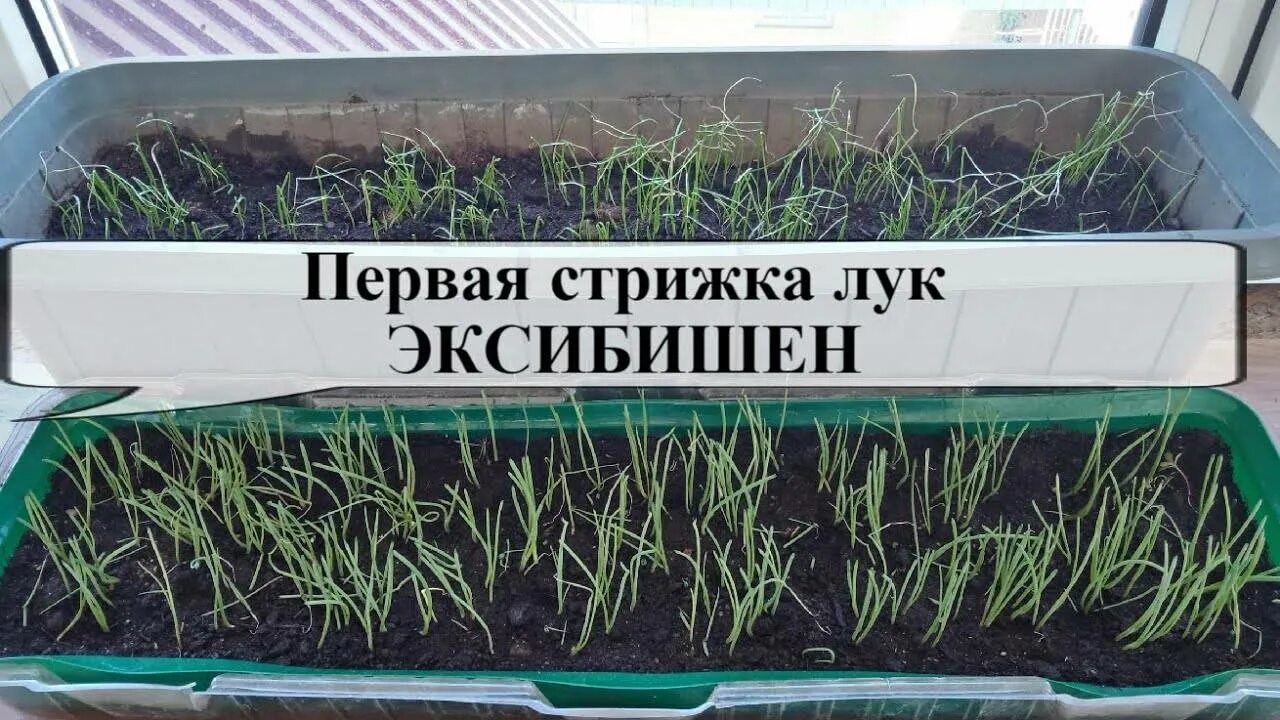 Лук эксибишен выращивание через рассаду сроки. Лук эксибишен рассада. эксибишен (эксибишн) лук.
