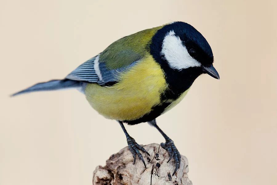 5 обозначающих птиц. Класс птицы. 5 обозначающих птиц. Роль насекомоядных птиц. Птицы средней полосы россии рисунок.