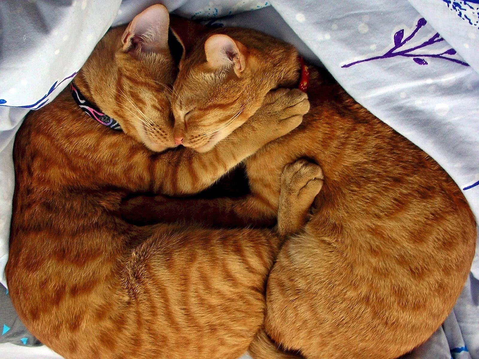 Кот под 2. Рыжий кот и кошка. котики обнимаются. два рыжих кота. рыжий кот и кошка любовь.
