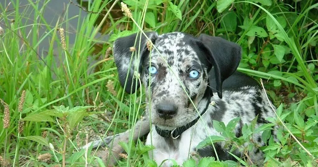 Катахула леопардовая. Catahoula Leopard Dog. Щенки Катахулы. Бульдог Катахулы.