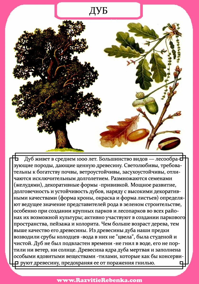 Текст про дуб. Описание дерева. Описание деревьев для детей. Дуб дерево описание. Дуб описание для детей.