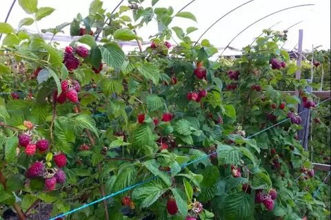 Малиновая рядом