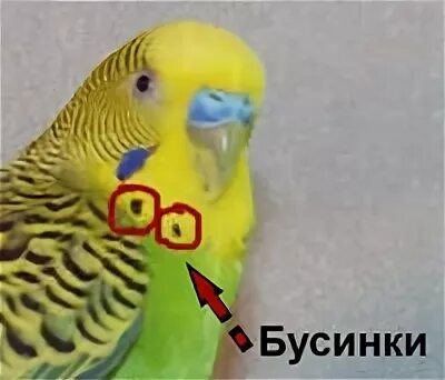 Определяем пол волнистого попугая фото Ответы : как отличить папугаев самца от самки