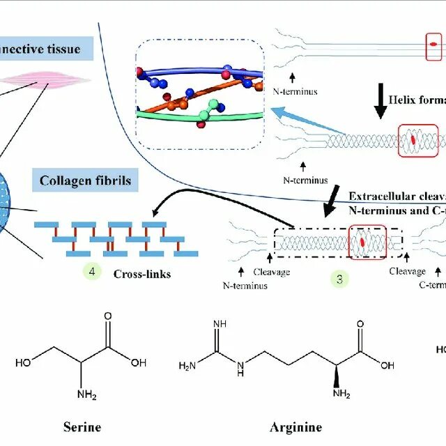 Collagen Type 1. Синтез коллагена схема. Коллаген 1 типа структура. First Type Collagen Synthesis.