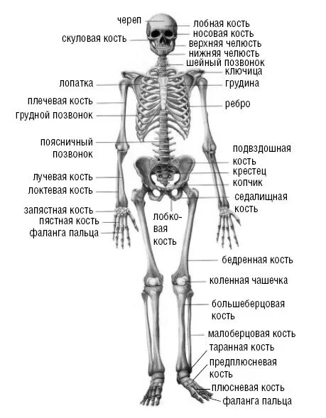 Скелет человека с названием костей. Строение человека кости скелета. Скелет описание костей человека анатомия. Скелет человека с названием костей на русском и латинском.