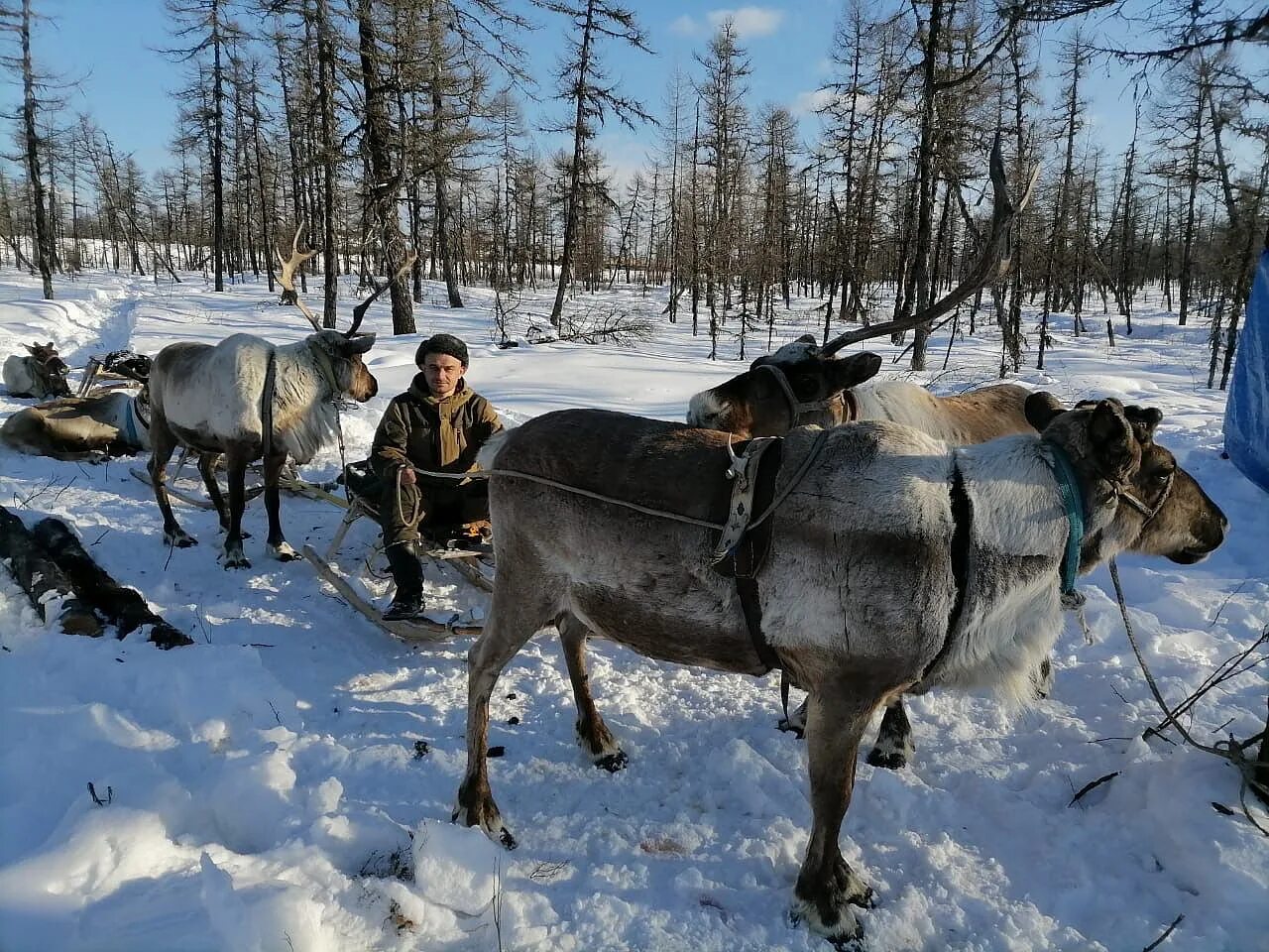 Поставь северный. Северный олень в тайге. Амурский Северный олень. Олени в тайге. Северный олень Амурской области.