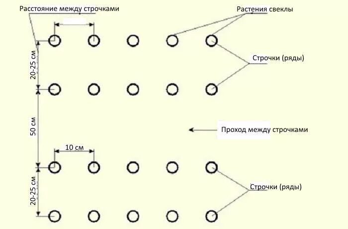 На каком расстоянии сажать арбузы друг. Схема посева свеклы. Схема посадки рассады свеклы в открытый грунт. Схема посева семян свеклы. Свекла схема посадки в открытый грунт.