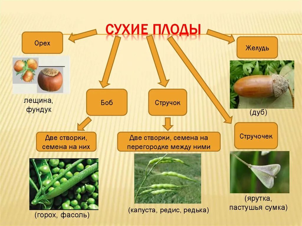 Какие из перечисленных плодов сухие. Плодов к сухим односемянным. Сухие односемянные Тип плода. Сухие односемянные орех плодов. Сухие плоды примеры.