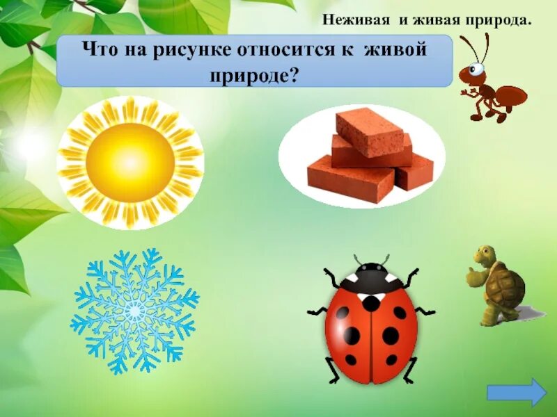 Что относится к природе 2 класс. Предметы живой и неживой природы. Живая и неживая природа для дошкольников. Живая природа подготовительная группа. Живое неживое для подготовительной группы.