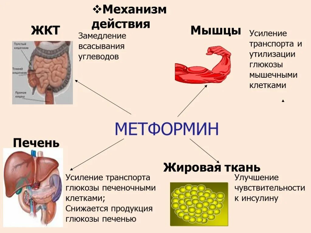 Как метформин влияет на печень. Механизм действия метформина. механизм действия метф. эффекты метформина. метформин механизм действия.