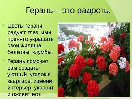 Текст песни герань