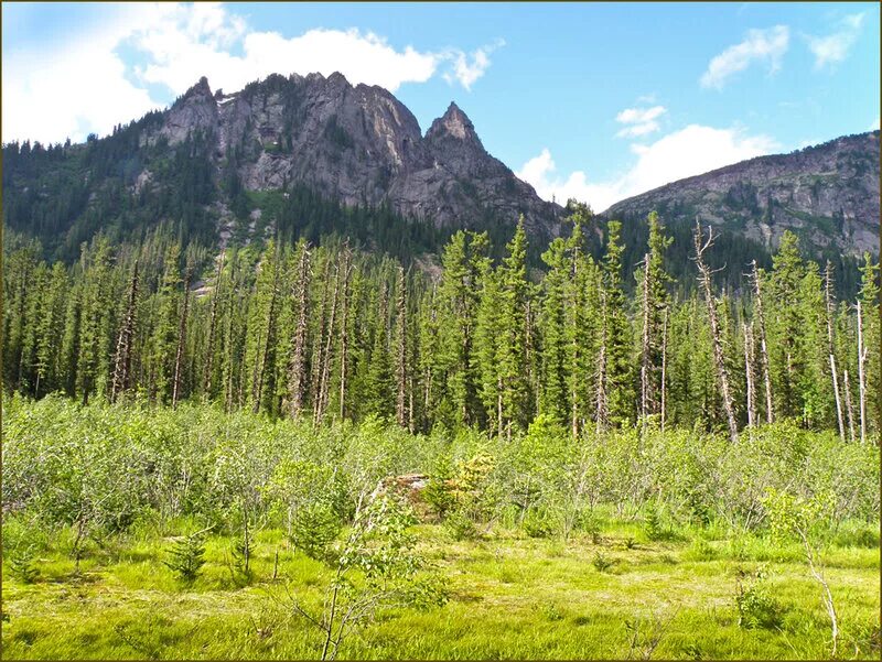 саян лес. казахстан вид на горы. восточно сибирская тайга. тайга хакасии. горы хакасии саяны.