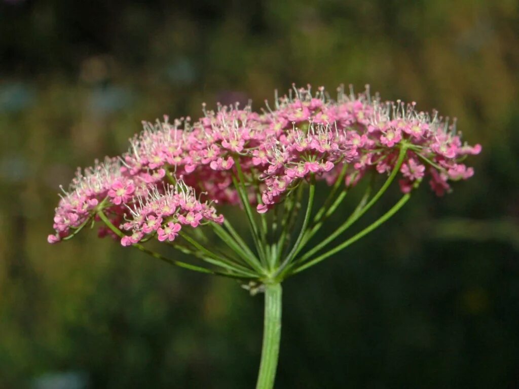 Зонтичные кашка Полевая. Бедренец Розеа. Зонтичные (Umbelliferae(Apiaceae)). Бедренец большой «rosea». Семейство зонтик