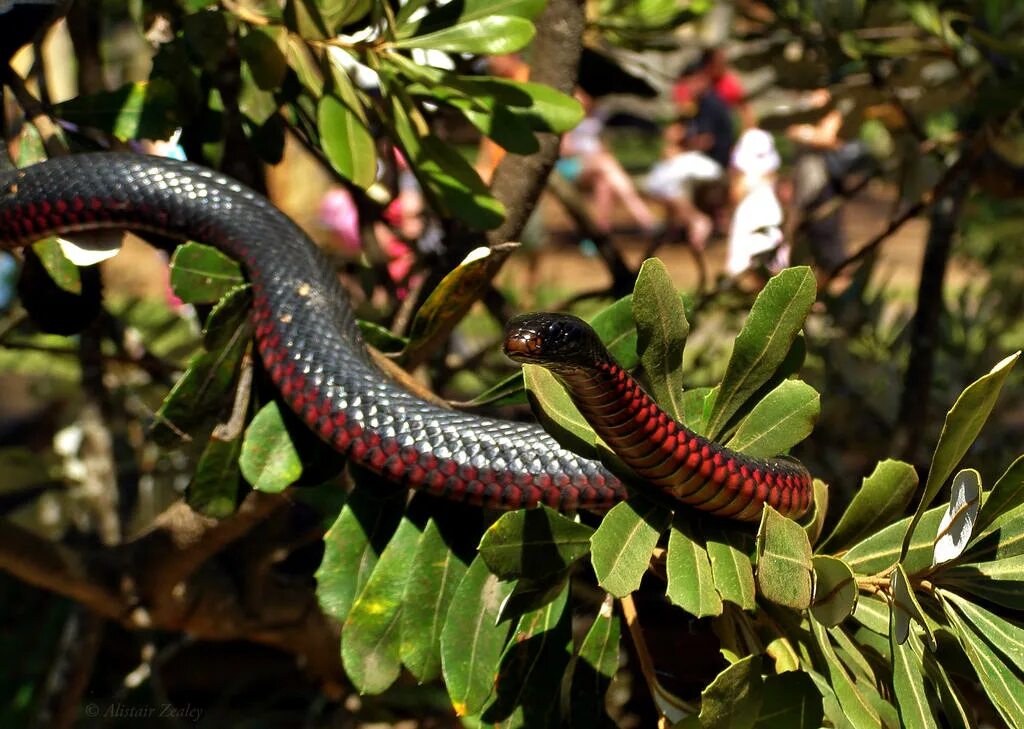 Змейка 4 класс. Pseudechis porphyriacus. Древесная гадюка черная. Колючая кустарниковая гадюка. Храмовая гадюка.