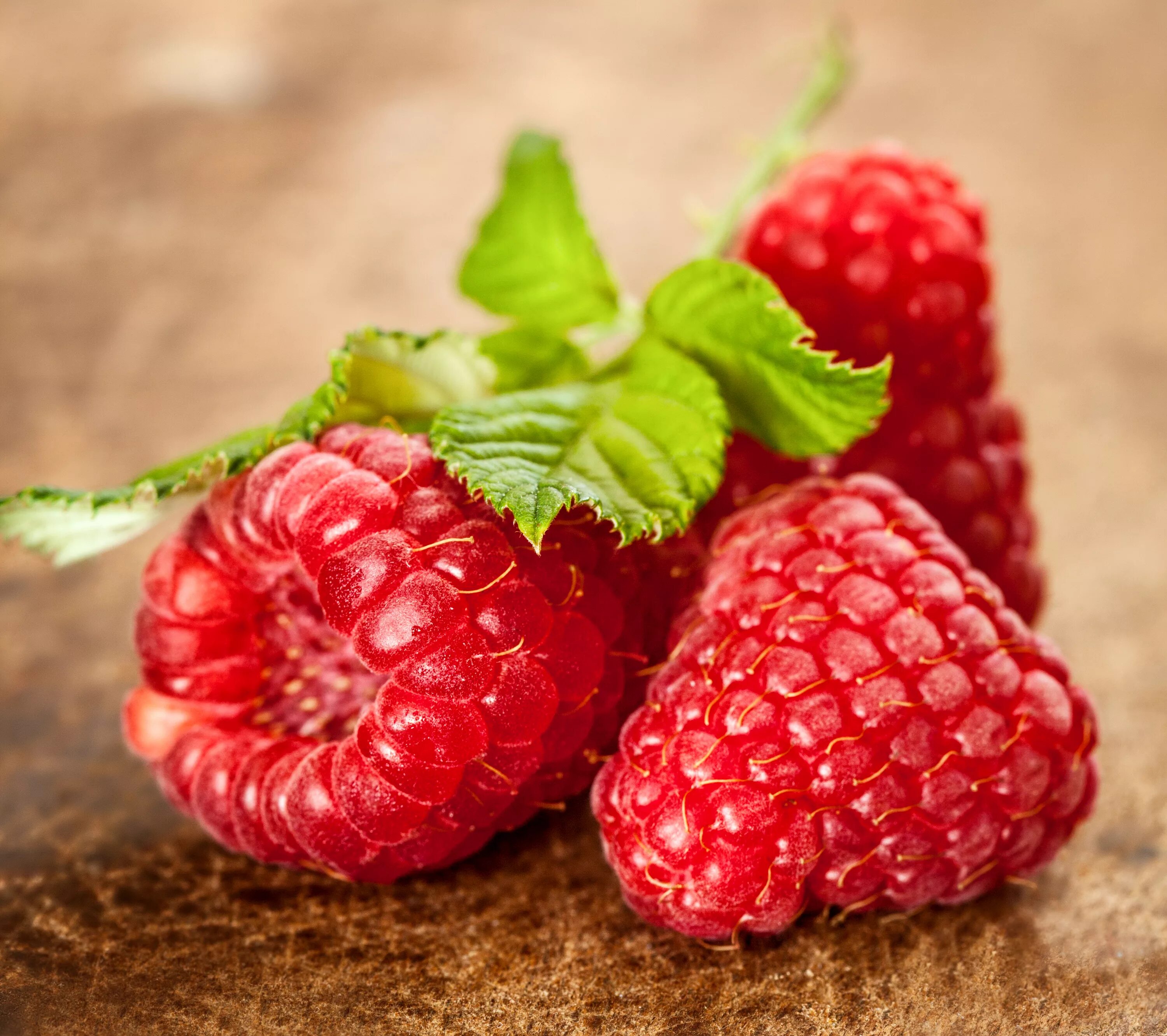 Малина ягода малина. Ягодку малинку хорошую. Малина сорт калашник. Малина куст. Малина васена.