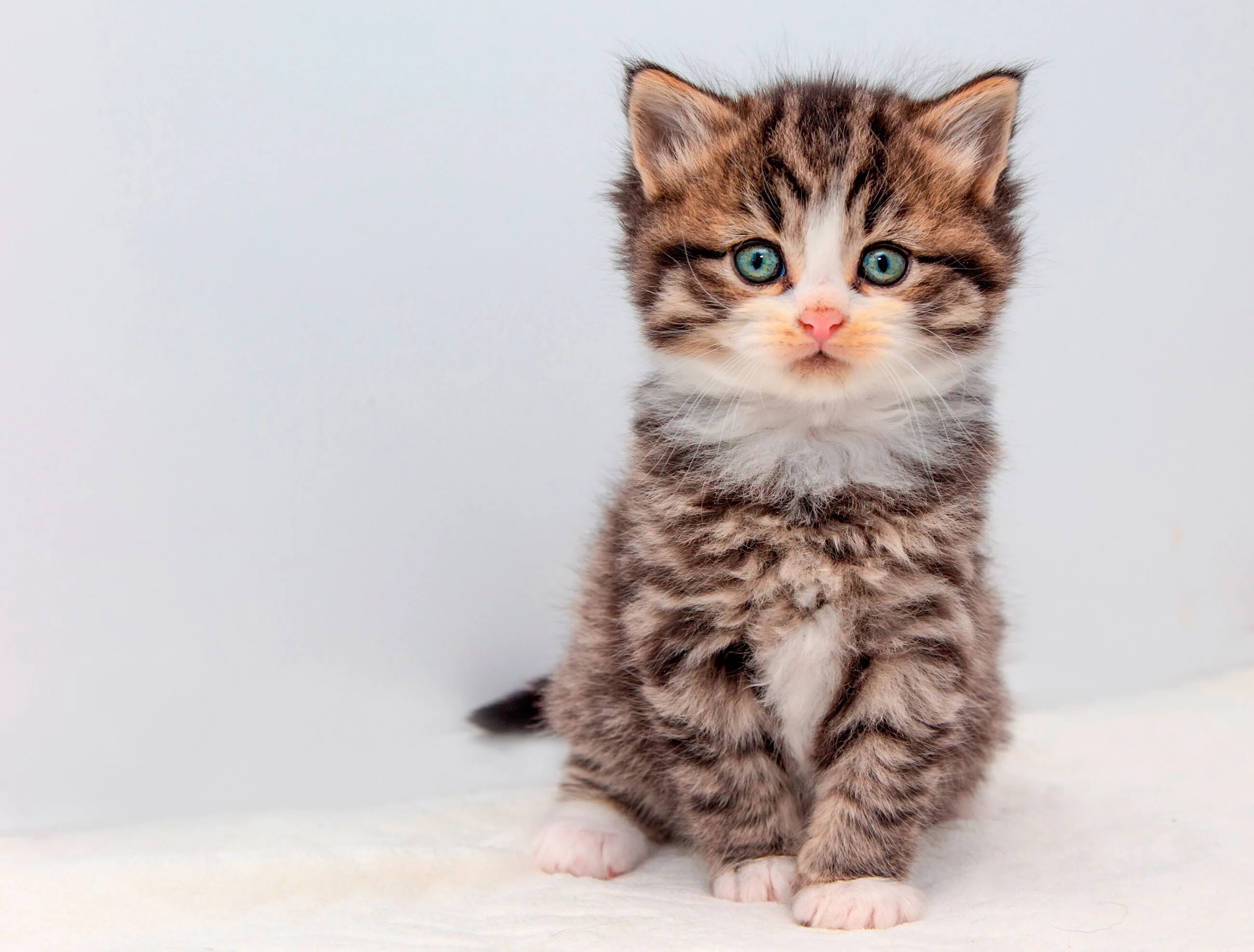 Белый котенок. Котенок серо полосатый. Шотландская кошка прямоухая скоттиш страйт полосатый. Кот сидит. Пушистый кот сидит.