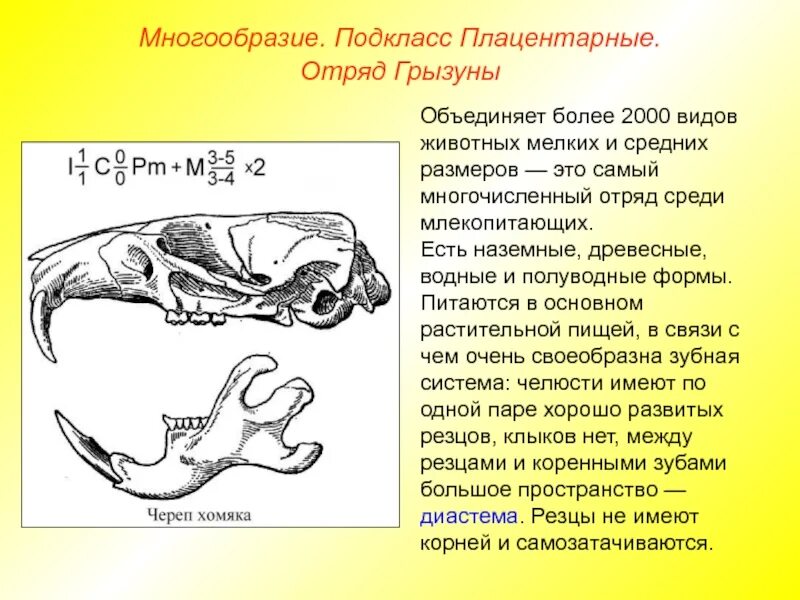 Какую особенность имеют резцы у грызунов. Черепа отрядов млекопитающих. Череп млекопитающих. Строение черепа хищных млекопитающих. Череп копытных млекопитающих.