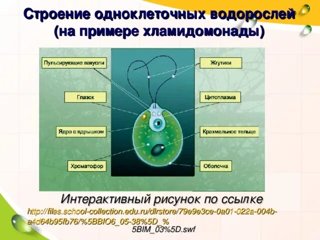 Назовите одноклеточные водоросли