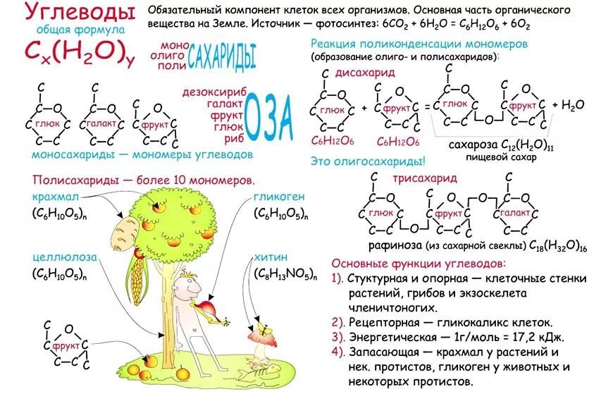 Органические изменения в организме. Углеводы схема по биологии 10 класс. Схема углеводов биология 10 класс. Углеводы схема строения. Углеводы конспект по биологии 9 класс.